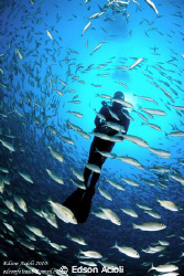 Inside the school of fish by Edson Acioli 